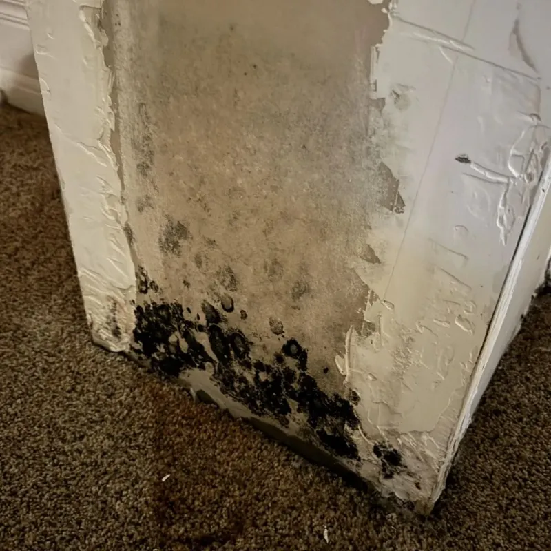 Professional Mold Removal in Pontotoc County, OK